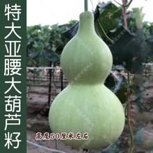 �ش����ƺ��J�N�� ��С�����^�p���� ���ļ��̨����ͥԺ������