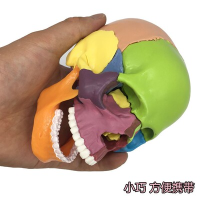 醫信MDCD拼裝模型人體頭骨模型彩色頭骨模型拆卸15件縮小藝用醫用