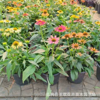 松果菊苗 宿根花卉 花海工程  庭院花境造景苗  工程绿化批发