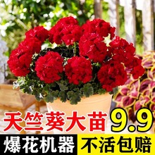 �ذ����ÿ����Ի�����������҃��̨���B�Ļ����ļ��_������