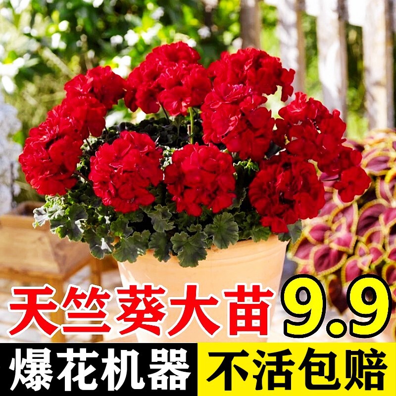 Double-Petaled Geranium Potted Flower Seedlings, Large-Flowered Hydrangea Seedlings, Indoor Balcony Flowers That Are Easy to Grow and Bloom All Year Round Double-Petaled Geranium Potted Flower Seedlings, Large-Flowered Hydrangea Seedlings, Indoor Balcony Flowers That Are Easy to Grow and Bloom All Year Round