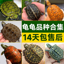 乌龟活物中华草龟巴西龟火焰龟石金钱龟地图深水冷水小龟适合家养