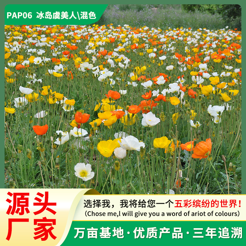 冰岛虞美人花种籽虞美人阳台庭院花坛混色多年生耐寒花卉种子