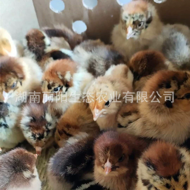 Прямые поставки цыплят K9 от производителя, живые вылупленные цыплята-петухи одного дня, быстрорастущие цыплята-бройлеры, куры для свободного выгула.