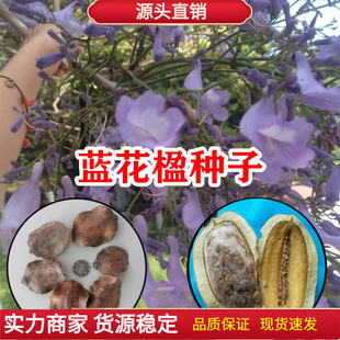 Newly Harvested Jacaranda Seeds, Jacquard Seeds, Blue Mist Tree, Purple Flower Cloud Jacquard Seeds, Landscaping and Ornamental