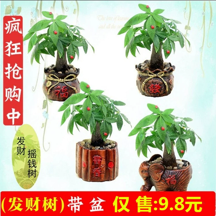Fortune Tree Горшечное растение Керамическое растение в горшке Комнатные цветы Почвенный бонсай Гостиная Зеленая посадка Фортуна Денежное дерево Цветы