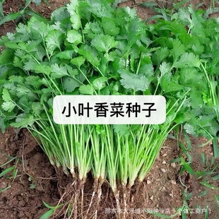 �N�����ļ������߲˷N���ݲ��Ѳ˷N��Ʒ�NС����ѷN