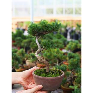 С΢�辰�ز������Ќ��辰�Ϙ��ɘ�ؘ�����sľ����ͯ�ӹ�����