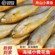 YF海捕冰鲜黄花鱼舟山小黄鱼海鲜水产烧烤冷冻商用新鲜生鲜深海海