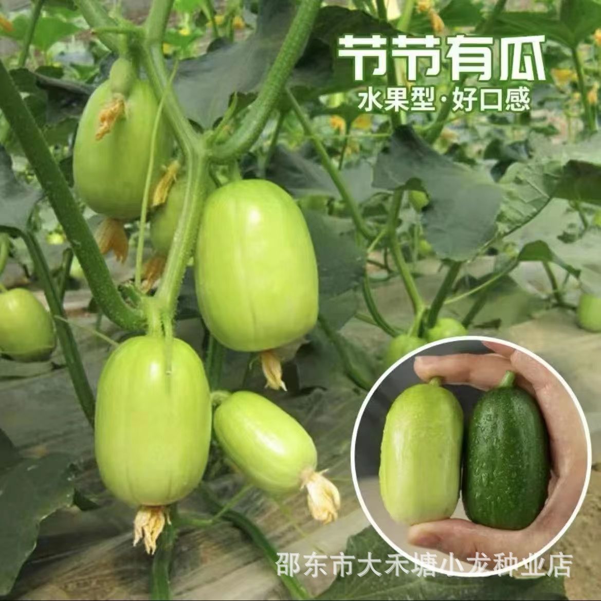 玉女黄瓜拇指水果黄瓜种子进口孕妇宝宝生吃脆甜蔬菜室内种籽