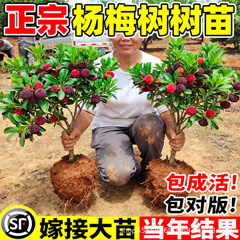 杨梅树树苗大果带土南方嫁接水晶果树果苗早熟耐寒大东槐当年结果