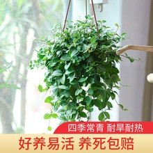 钻石翡翠植物吊兰盆栽室内净化空气水培绿植垂吊花卉观花植物室内