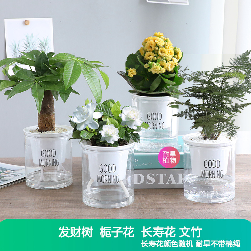 [핫패키지 화분 4개] 머니트리 + 아스파라거스 + 카멜리아 + 치자나무 + 무료비료