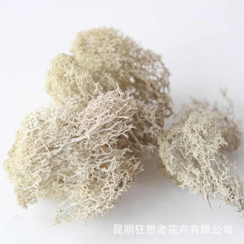 White dry moss 50g