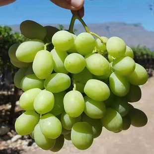 Supply of Autumn Crisp Grafted Grape Seedlings, Excellent Price and Cheap First-Class Grape Seedlings 0.5 or More Crisp King