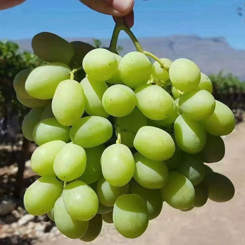 Поставка хрустящей привитые саженцы винограда осенью с отличным качеством и низкой ценой. I сорт рассады винограда выше 0,5 хрустящий король