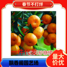 �V���޽�ɳ�ǽۘ�������ɰ�����Ә��ָ̟o�ѳ��ϱ����Nֲ��������