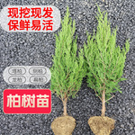 塔松 墓地松 松树苗 扫墓松柏 塔柏 桧柏 柏树蜀桧宝塔松 清明松