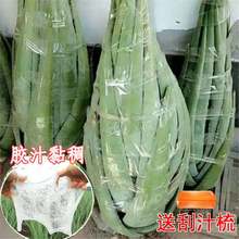 芦荟植物芦荟盆栽美容院灌肤专用盆栽食用新鲜可以吃芦荟室内叶片