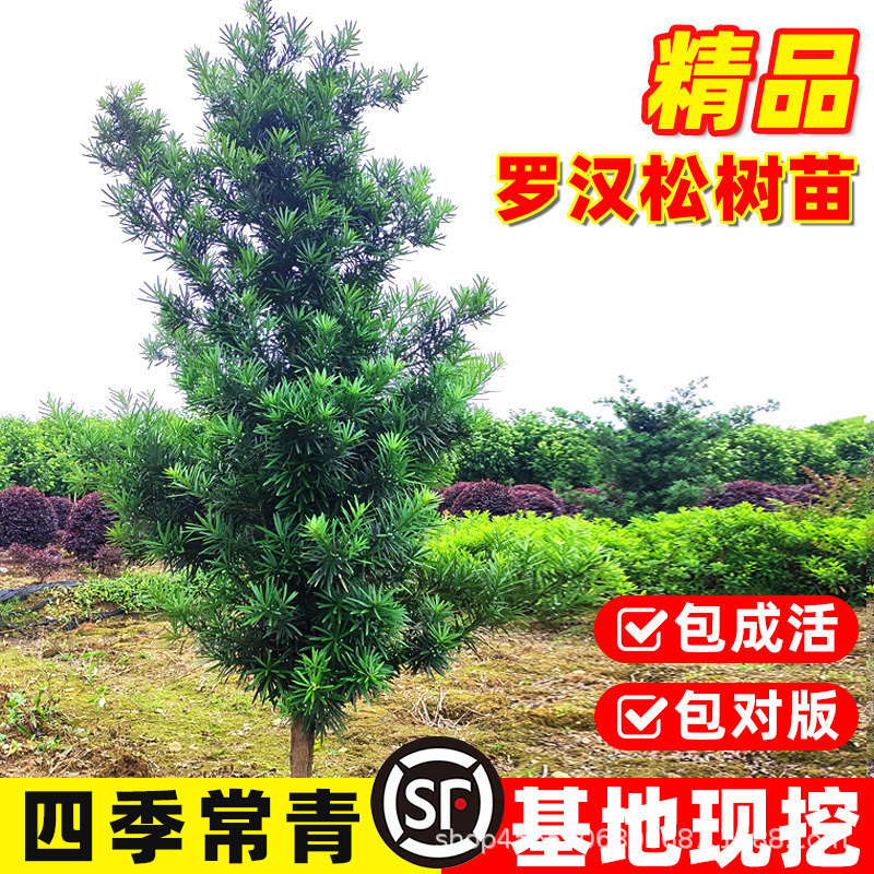 Authentic Platycladus Arborvitae Seedlings, Large Mijieque Tongle Trees, Garden Potted Plants, Ground-Planted Seedlings, Bonsai, Precious Greenery Seedlings Authentic Platycladus Arborvitae Seedlings, Large Mijieque Tongle Trees, Garden Potted Plants, Ground-Planted Seedlings, Bonsai, Precious Greenery Seedlings