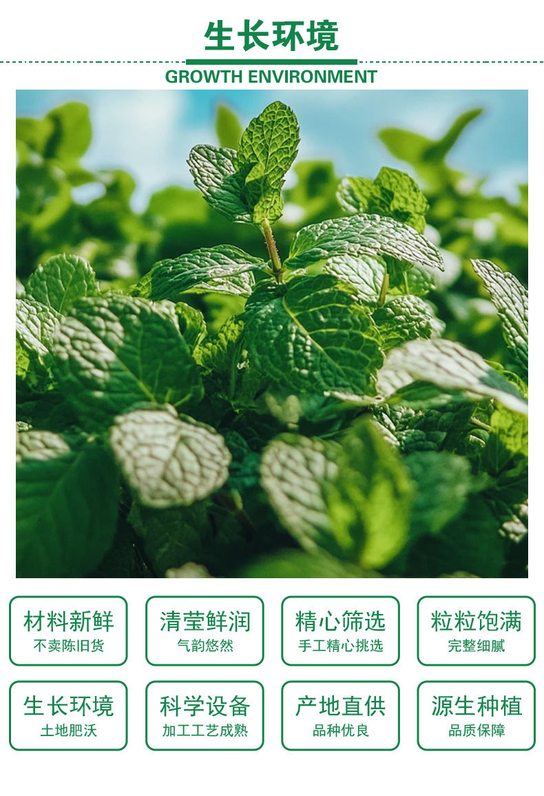 Mint Leaves (Mentha haplocalyx) — Dried Food-Herb Mint Tea for Brewing & Blending quality and texture