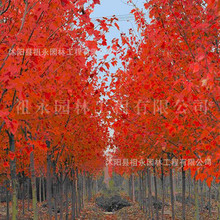 日本红枫树苗四季红舞姬老桩盆栽盆景庭院别墅绿化植物室外风景树