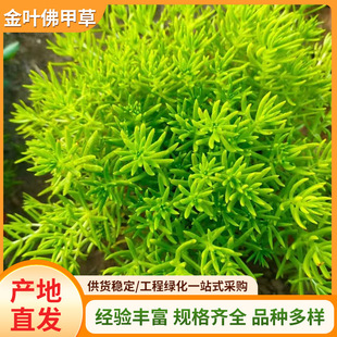 Golden Leaf Sedum Potted Plant, Golden Evergreen Grass for Courtyard and Roof Greening, Formaldehyde-Absorbing, Cold and Heat-Resistant Foliage Plant