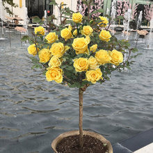 树状月季棒棒糖高杆月季花苗庭院露台植物大花蔷薇浓香型植物盆栽