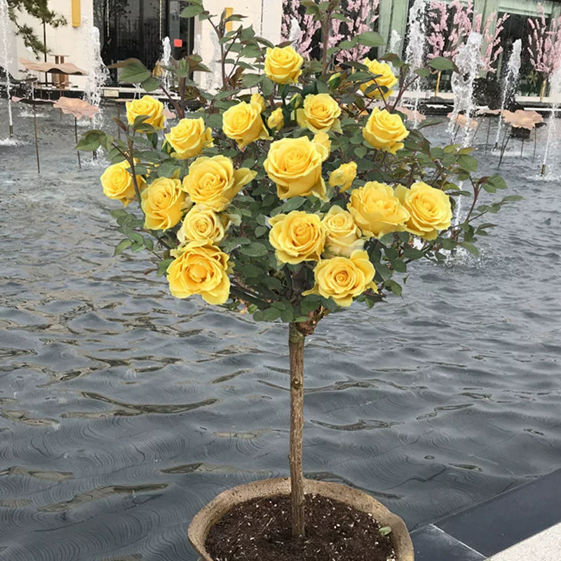 Роза в форме дерева, леденец, высокие розовые саженцы, растения для двора, террасы, роза с крупными цветками, ароматное растение, растения в горшках