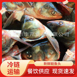 李芹活鱼 厂家直销批发新鲜去肉鲢鱼头  剁椒鱼头火锅专用 顺丰