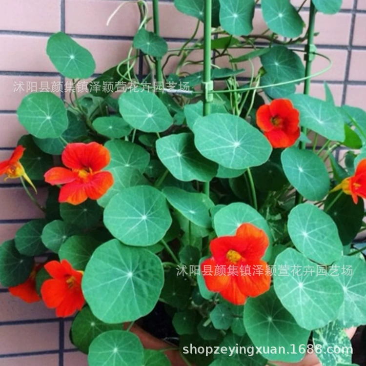 Семена настурции, семена лилий, цветут в любое время года, сеют вьющиеся лозы, подвесные семена цветов в горшках на балконе во дворе.