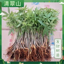 发财树盆栽植物室内办公室花卉绿植盆景艺术造型广州花卉基地直供