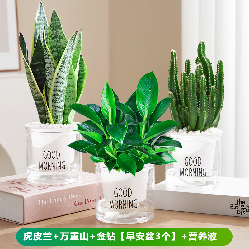 타이거 오키드 + 완종산 + 골든 다이아몬드 [굿모닝 세면대 3개] + 영양액