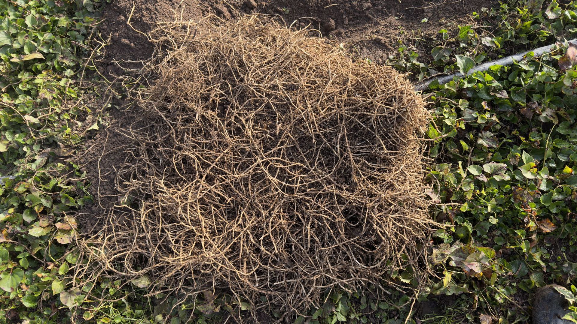 鱼腥草种植2 (12).jpg