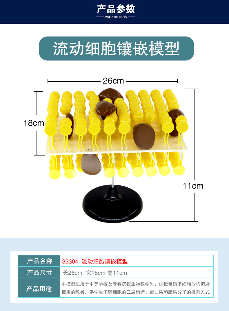33304细胞流动镶嵌模型_05.jpg