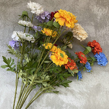 5x cbٻ廨̫ꖻ ҃bײ