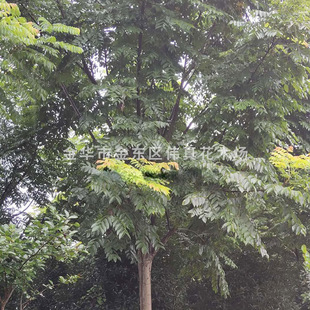 ������l ���̾G����ľ �е����͘� �Sɽ���