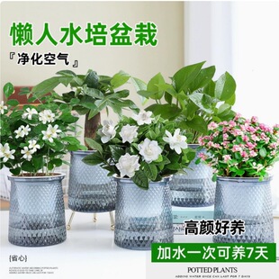 ˮ��ֲ��d�ӻ������ļ��_�������҃Ⱥ��B���򻨻ܾ�����Gֲ��