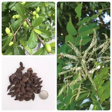 小叶榄仁种子细叶揽仁非洲榄仁法国枇杷雨伞树种子林木行道树种子