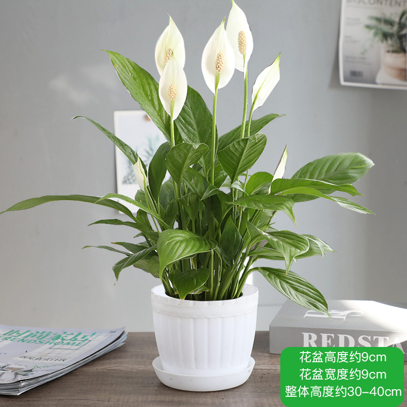 특급 부드러운 항해 흰색 팜 + 모조 나무통 플라스틱 세면대