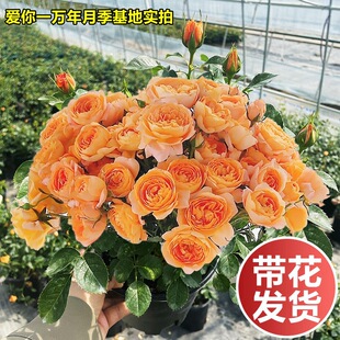 ��֭�̨�¼����玧���������ļ��_��õ���ش�ͥԺ�̨����ֲ��