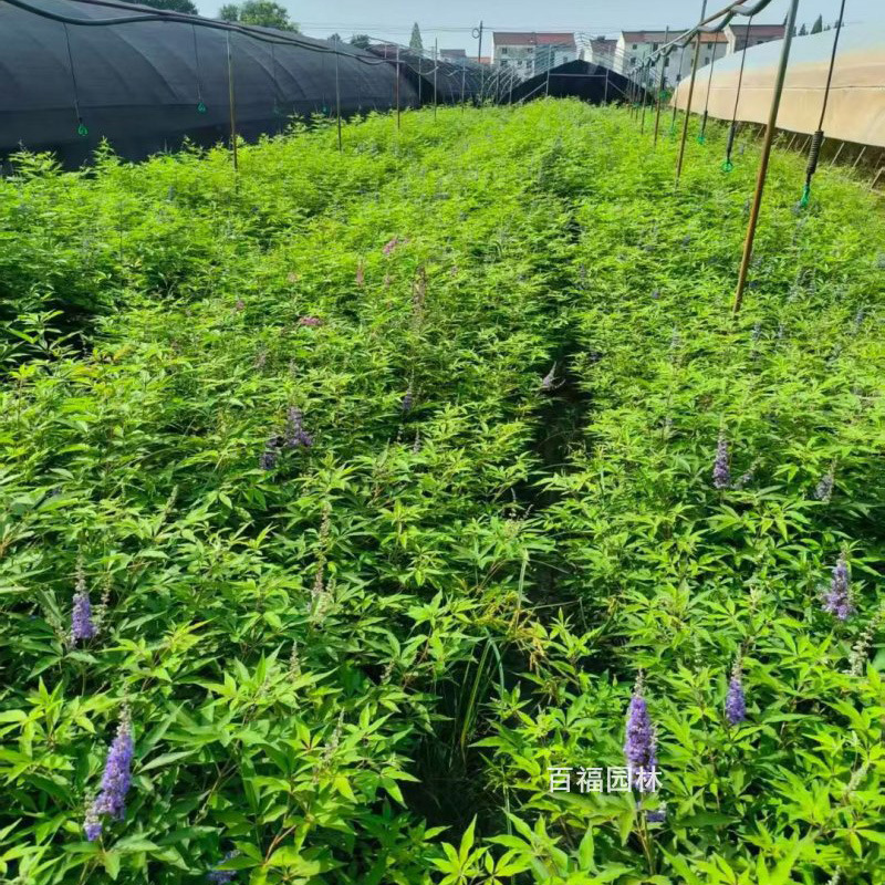 穗花牡荆 (3).jpg