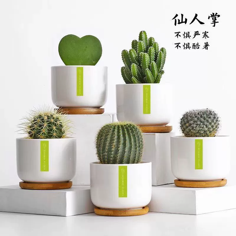 Кактус в горшке, комнатные цветы, кактус для компьютерного стола, зеленые растения, маленькие горшечные милые суккуленты, бонсай