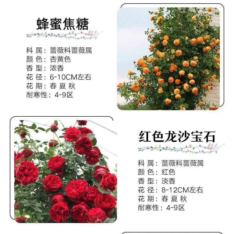 Розовые саженцы, вьющиеся лозы, цветут в любое время года, лозы во дворе, розовые саженцы, большие цветы, вьющиеся настенные растения, цветы, розы в горшках