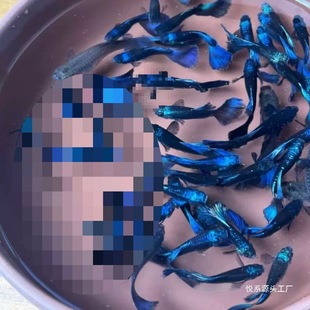 �Ꭷ�~���N���{��ȸ�~С��̥���~��ֳ����ĸ�~�R�a��β���^�p�~