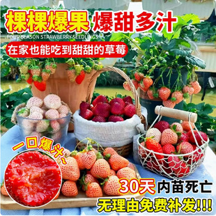 Strawberry Seedlings, Four-Season Potted Edible Cream, Suizhu Hongyanbaixue Plug Seedlings, Fruit Seedlings, North and South Balcony Planting, Easy to Maintain