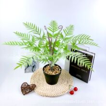 ����ֲ������Ҷ��ֲ���� ������ֲާ��ֲ�ﲨ˹Ҷ���� ֲ��ǽ���