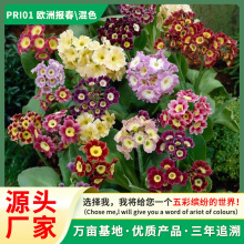 源头厂家欧洲报春花种子 欧洲樱草 德国报春春夏播种观花花卉种子
