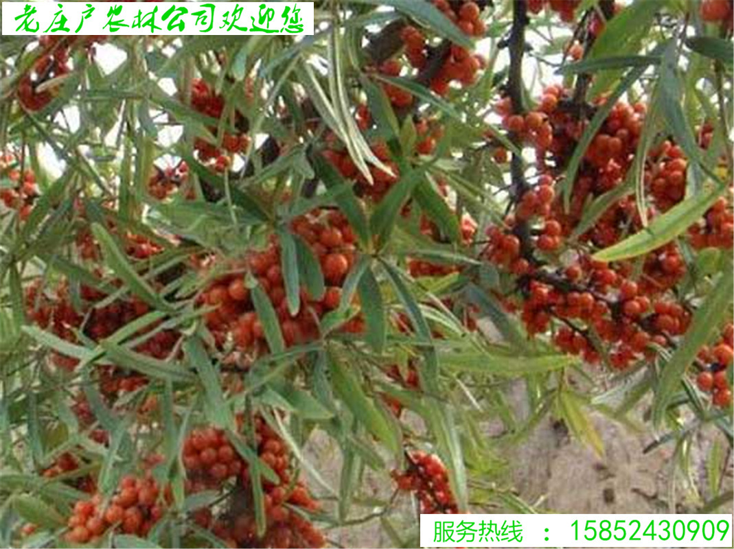 批发水果药材种子沙棘种子带刺植物沙枣醋柳黄酸刺酸刺沙棘树种籽-阿里巴巴