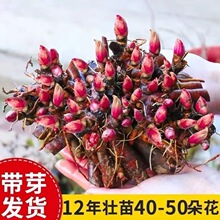 �ذ���ș������ɽ�|��ș�玧����ѿ�����ͺ�ͥԺ�����҃��̨����